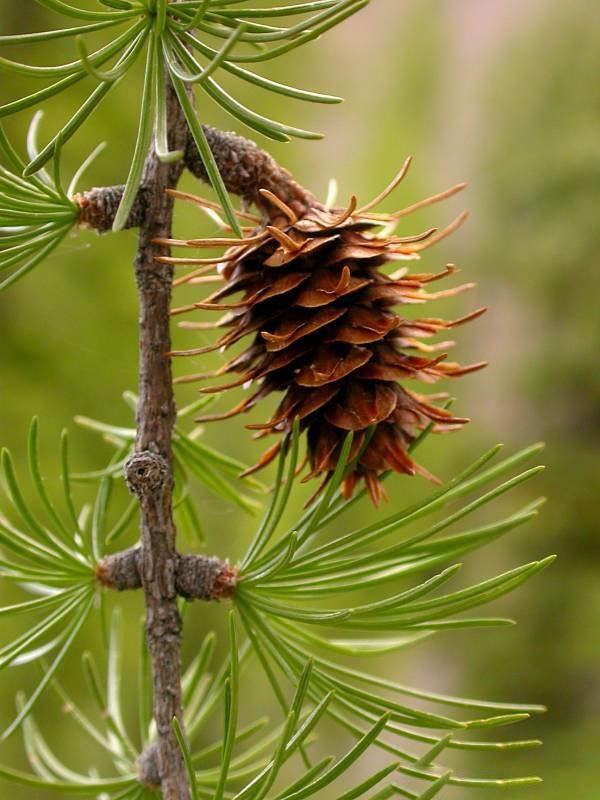 Larix Occidentalis Seeds – Heirloom Non-GMO High Germination Organic Garden Seeds