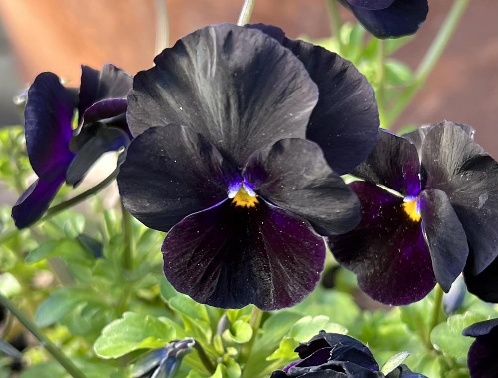 black miviola flower seeds