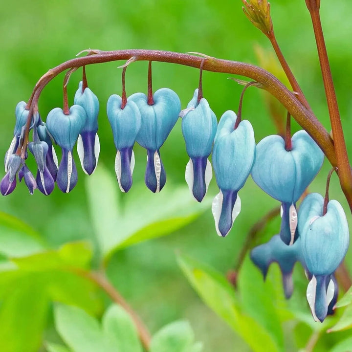 Sky Blue Dicentra Flower Seeds – Heirloom Non-GMO High Germination Seeds