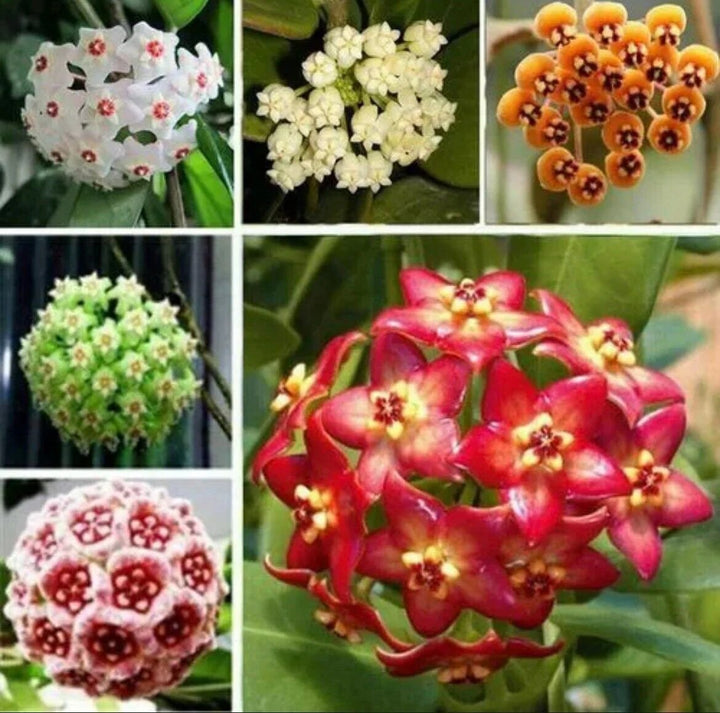 Mixed Hoya Flower Seeds – Heirloom, Non-GMO, High Germination Seeds