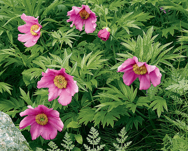 Anomala Flower Seeds – Heirloom, Non-GMO, High Germination Seeds