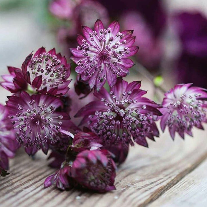 Purple Astrantia Flower Seeds for Planting – Heirloom Non-GMO High Germination Organic Seeds