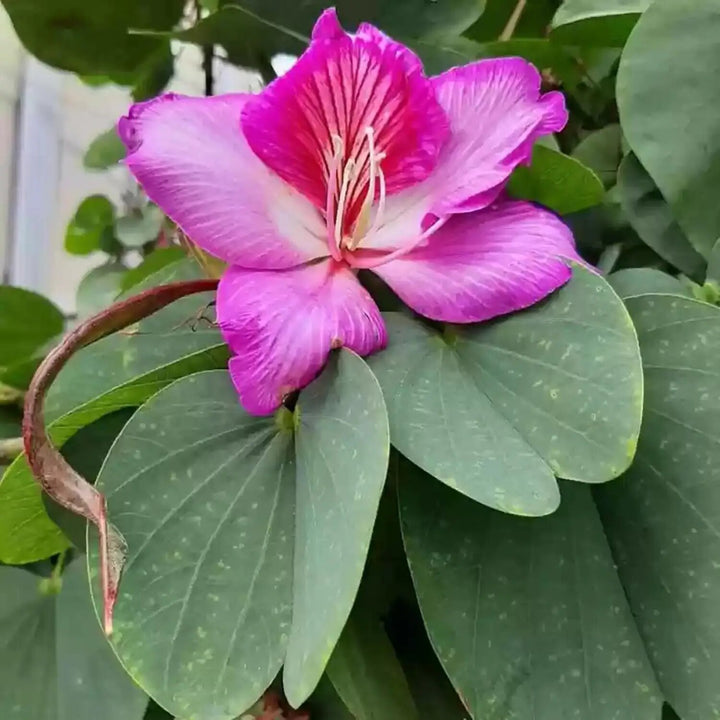 Semillas de Jazmín Perenne Rosa – Cimiente, No-GMO, Alta Germinación