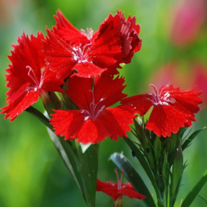 Red Dianthus Flower Seeds for Planting – Heirloom Non-GMO High Germination Seeds