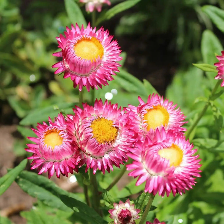 Helichrysum Flower Seeds Pink – Heirloom, Non-GMO, High Germination Seeds for Planting | Organic Garden Seeds