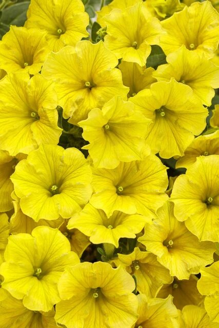 Lemon Yellow Calibrachoa Flower Seeds – Heirloom, Non-GMO, High Germination Seeds