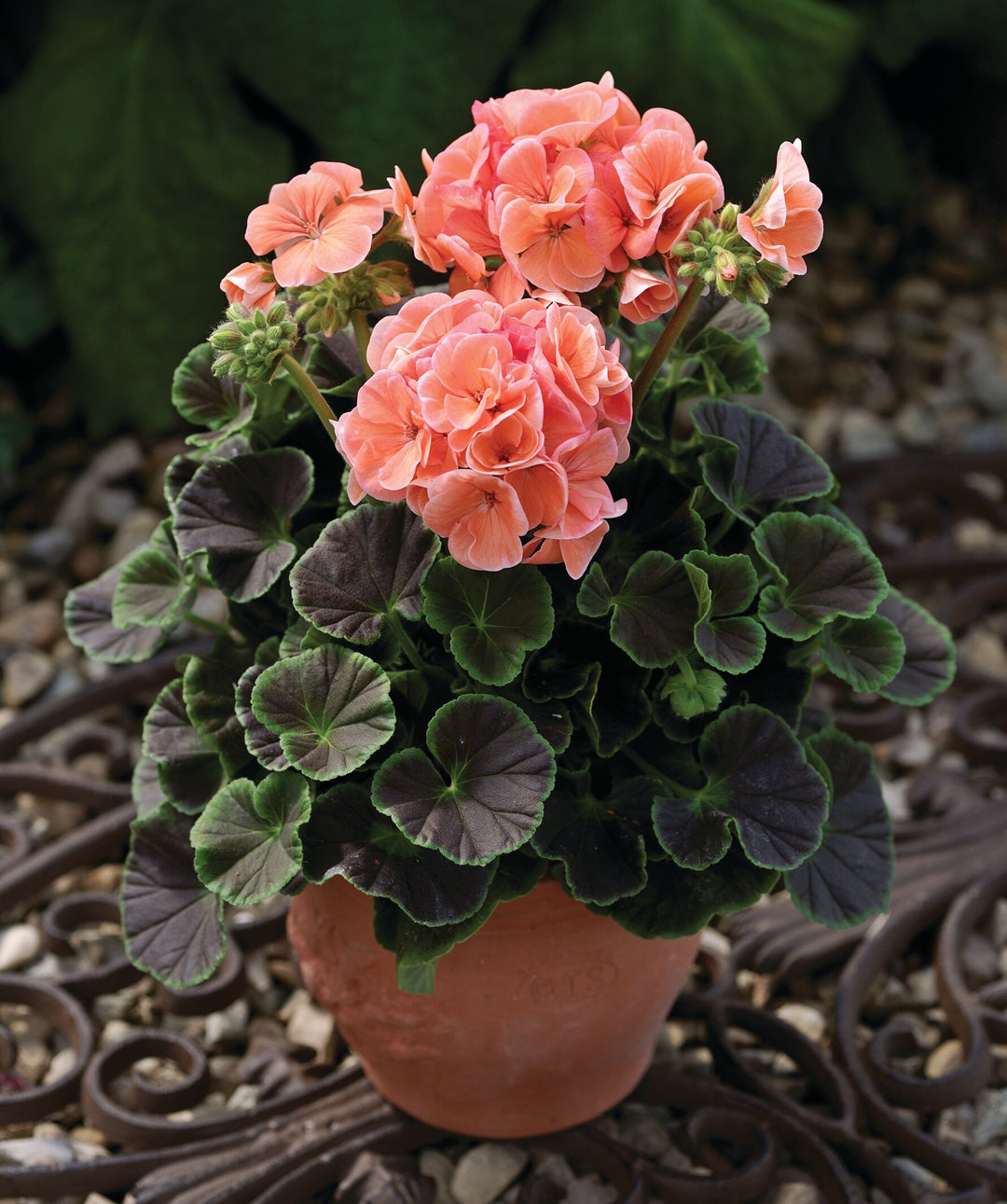 Orange Geranium Flower Seeds – Heirloom, Non-GMO, High Germination Seeds