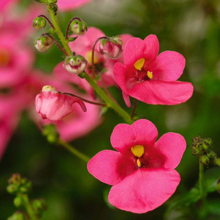 Diascia Rose Flower Seeds for Planting – Heirloom Non-GMO High Germination Seeds