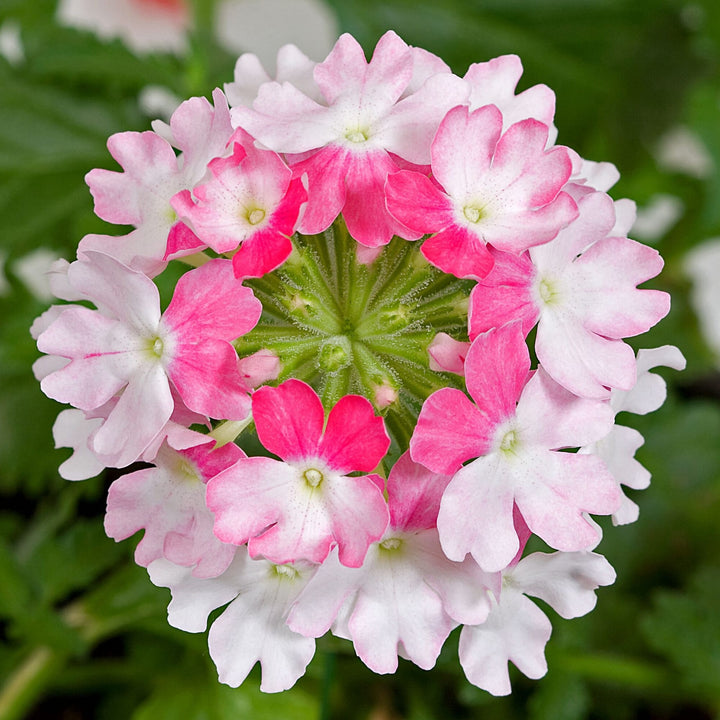 White Pink Verbena Flower Seeds – Heirloom Non-GMO High Germination Organic Garden Seeds
