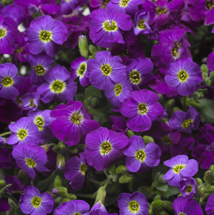 Violet Aubrieta Flower Seeds for Planting Heirloom Non-GMO High Germination Organic Garden Seeds