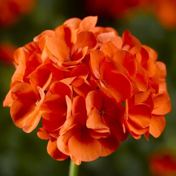 Orange Geranium Flower Seeds – Heirloom, Non-GMO, High Germination Seeds