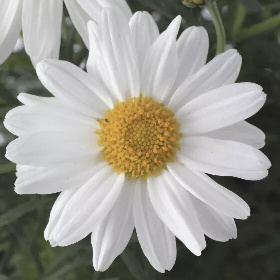 Argyranthemum Flower Seeds White for Planting – Heirloom Non-GMO High Germination Organic Seeds