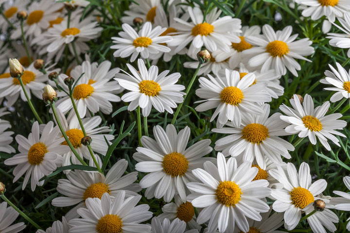 Argyranthemum Flower Seeds White for Planting – Heirloom Non-GMO High Germination Organic Seeds