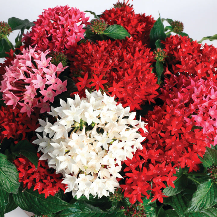Semillas de flores de Pentas Lanceolata mixtas – Cimarrón, sin OMG, de alta germinación