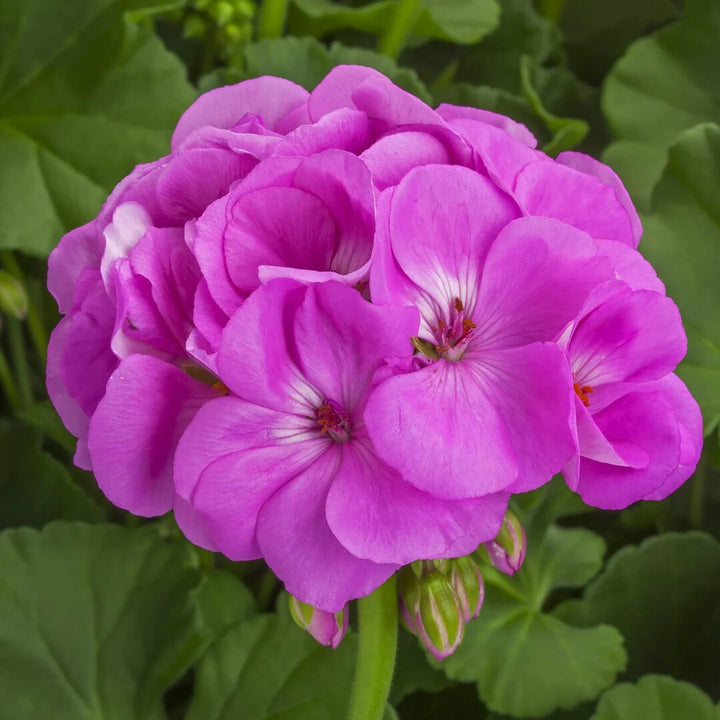 Pink Geranium Flower Seeds – Heirloom Non-GMO High Germination Organic Seeds