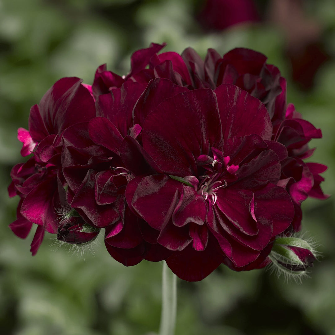 Marron Pelargonien-Blumensamen – Alte Sorte, gentechnikfrei, hohe Keimfähigkeit, Bio-Gartensamen zum Pflanzen
