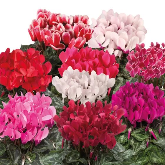 Mixed Bonsai Cyclamen Flower Seeds – Heirloom Non-GMO High Germination
