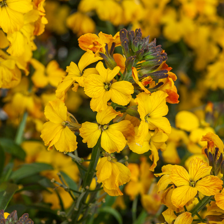 Erysimum Flower Seeds Yellow – Heirloom, Non-GMO, High Germination Seeds for Planting