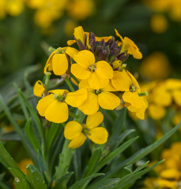 Erysimum Flower Seeds Yellow – Heirloom, Non-GMO, High Germination Seeds for Planting