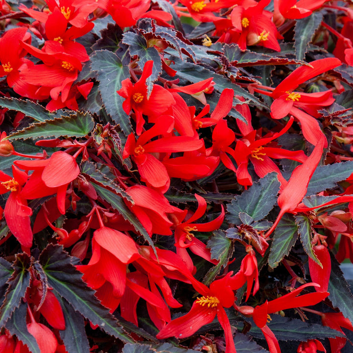 Red Begonia Boliviensis Flower Seeds – Heirloom Non-GMO High Germination Seeds