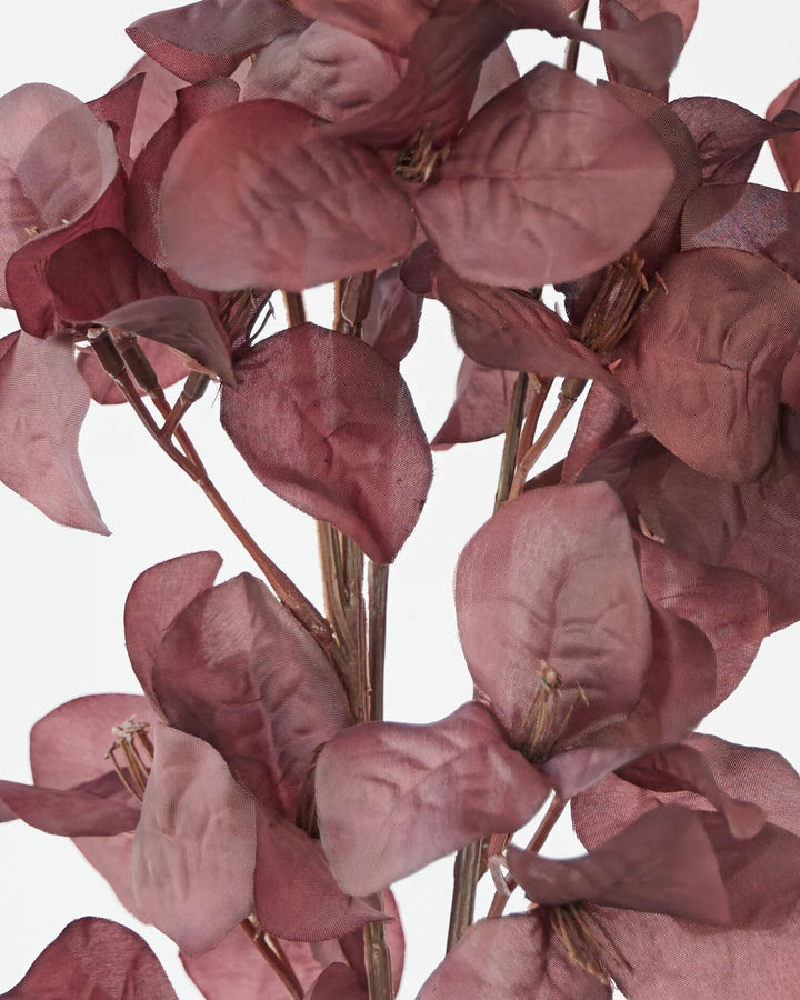 Brown Bougainvillea Flower Seeds – Heirloom, Non-GMO, High Germination Organic Garden Seeds for Planting
