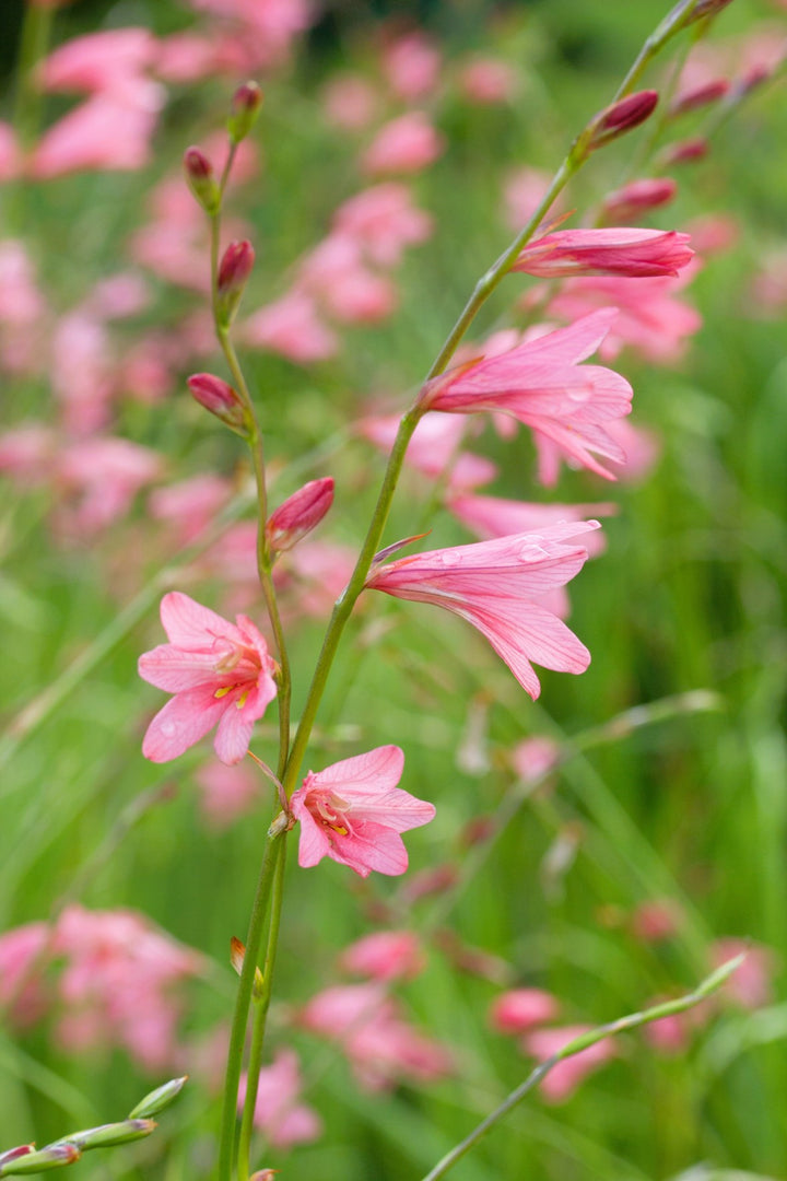 Pink Crocosmia Flower Seeds for Planting – Heirloom Non-GMO High Germination Seeds