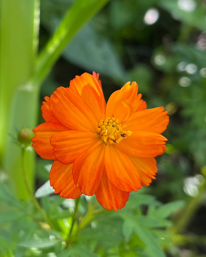 Cosmos Flower Seeds Orange for Planting – Heirloom Non-GMO High Germination Seeds