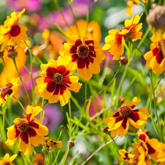 Mixed Coreopsis Flower Seeds – Heirloom, Non-GMO, High Germination Organic Garden Seeds for Planting