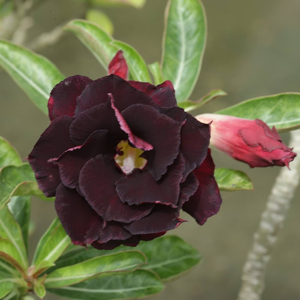Maroon Adenium Obesum Flower Seeds for Planting – Heirloom Non-GMO Seeds