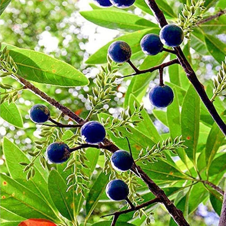 Rudraksha Fruit Seeds for Planting – Heirloom Non-GMO High Germination Organic Garden Seeds Spiritual &amp; Medicinal Trees Seeds for Planting