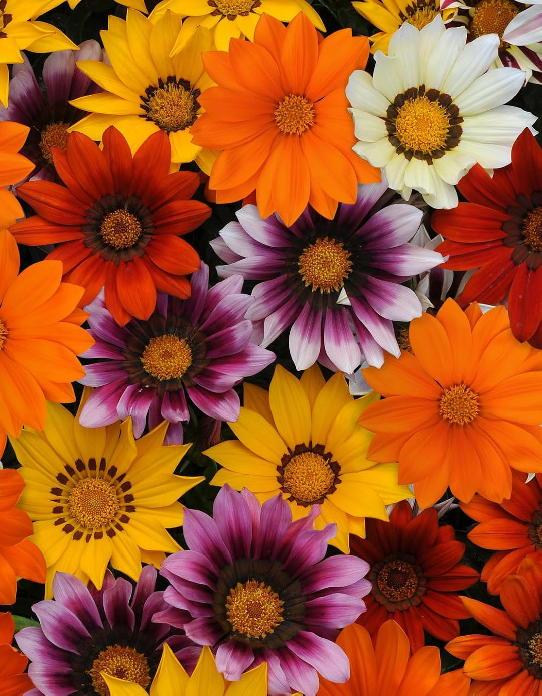 whitepurplegazaniaflowerheirloomnongmo flower seeds