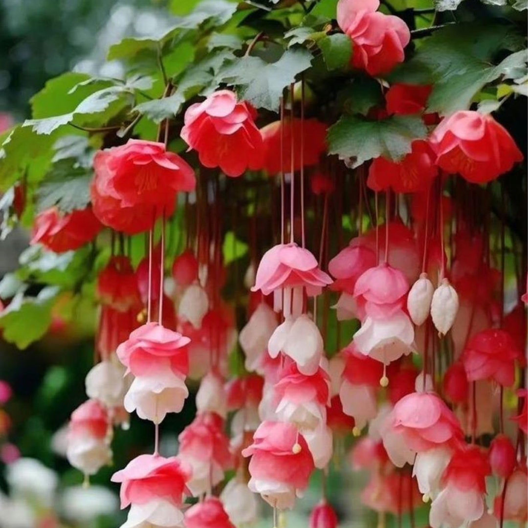 fairy kiss flower seeds