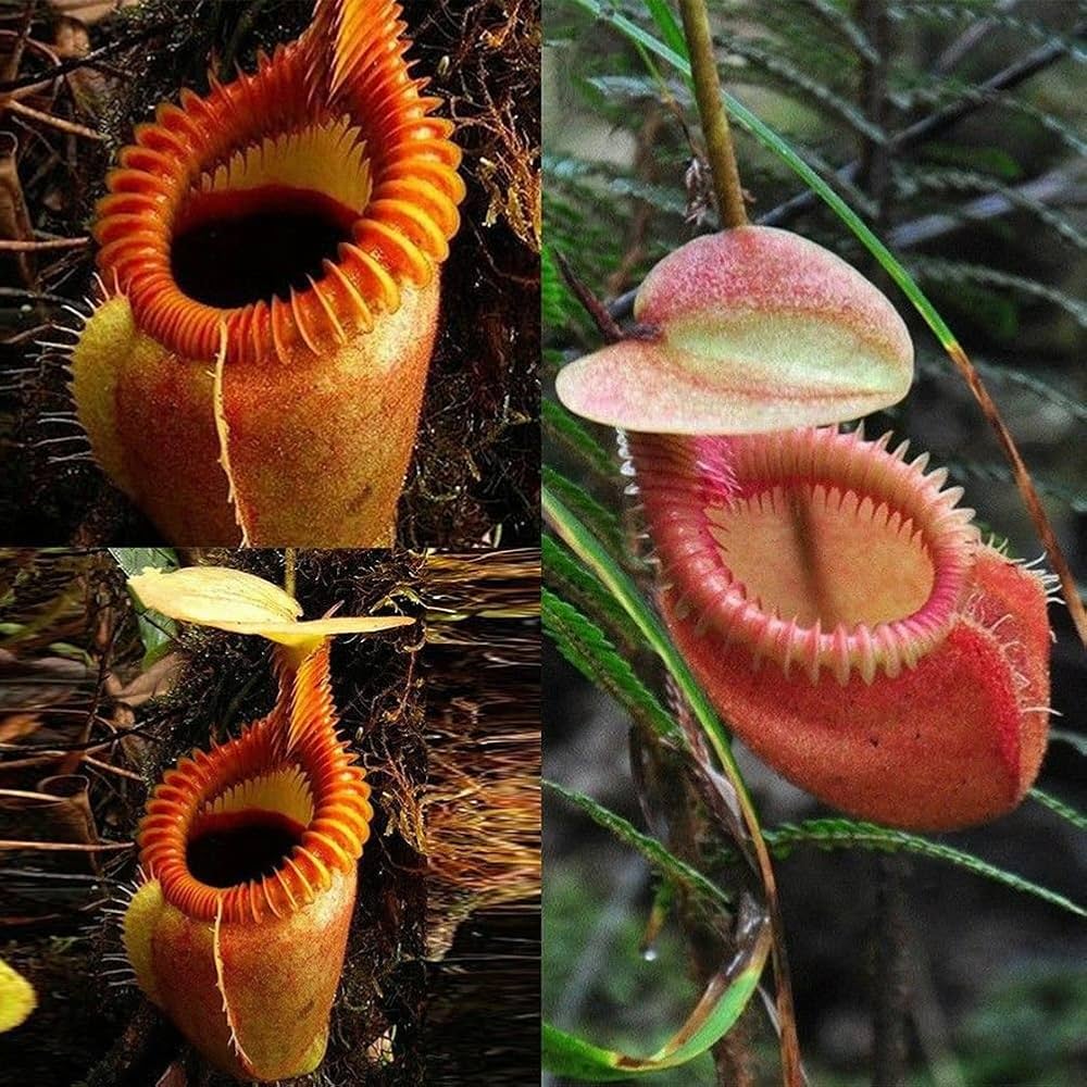 nepenthes nepenthes flower seeds