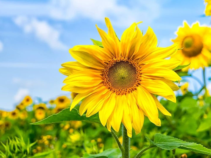 Helianthus Flower Seeds Yellow – Heirloom Non-GMO High Germination Seeds