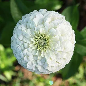 White Zinnia herb seeds