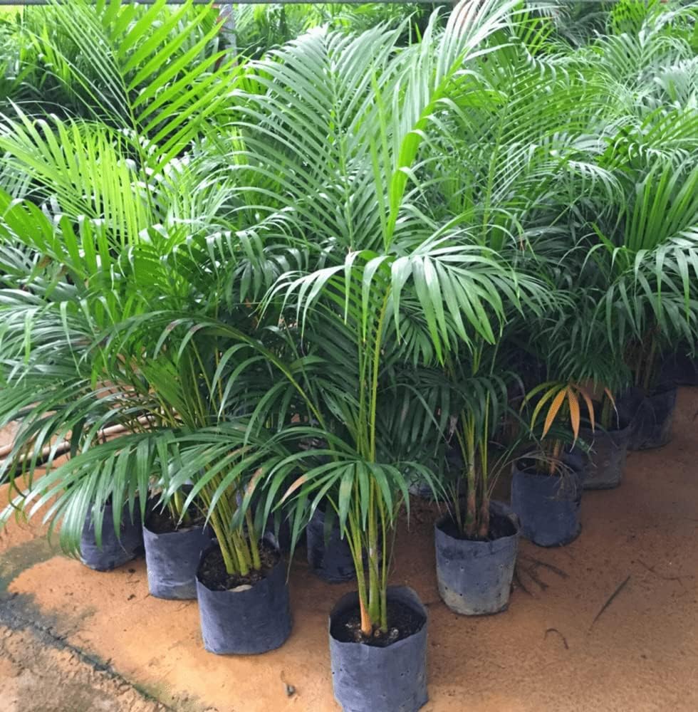 Cabbage Palm herb seeds