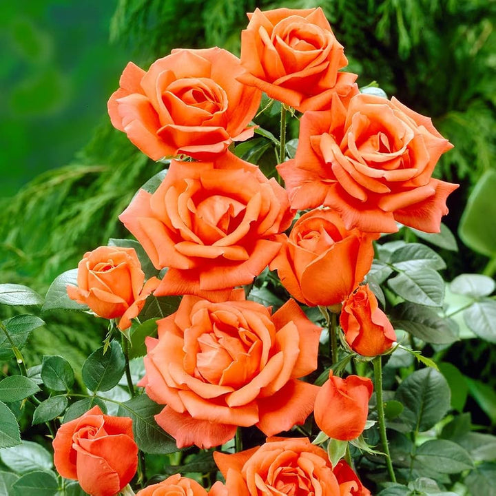 Semillas de flores de rosa naranja para plantar - Semillas de jardín orgánicas reliquia sin OMG de alta germinación
