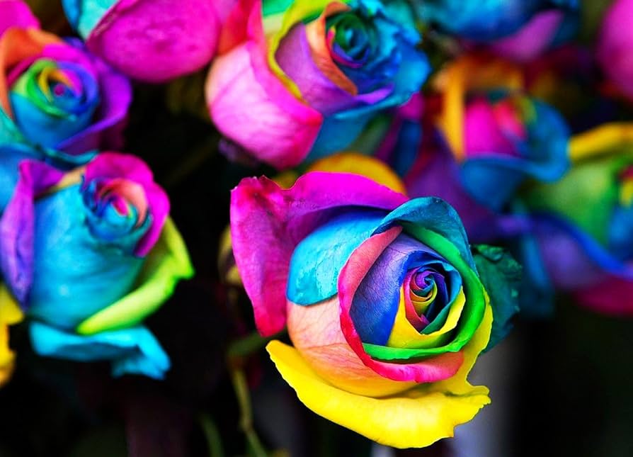 holland rainbow flower seeds