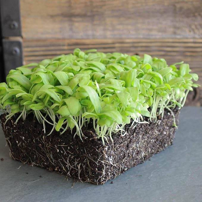 chrysanthemum chrysanthemum flower seeds