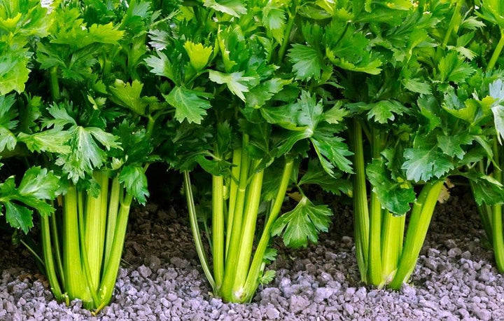 Green Apium Graveolens Celery Seeds for Planting – Heirloom Non-GMO Organic Garden Seeds, High Germination Seeds for Planting