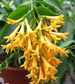Blooming Jasmine Flower Seeds Yellow – Heirloom Non-GMO High Germination Organic Seeds