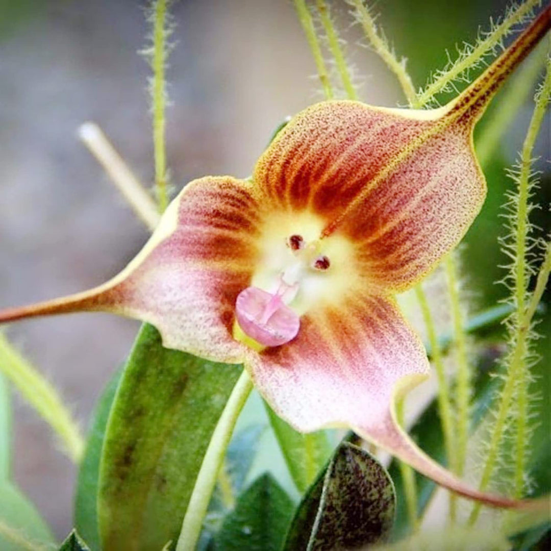 monkey face flower seeds