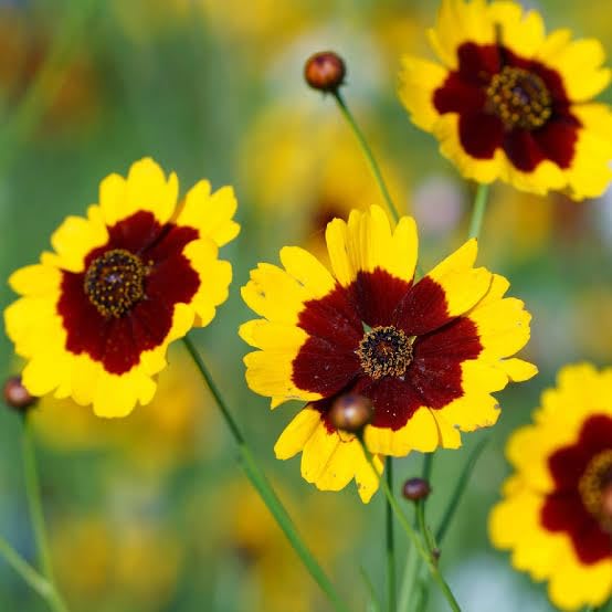 Mixed Coreopsis Flower Seeds – Heirloom, Non-GMO, High Germination Organic Garden Seeds for Planting