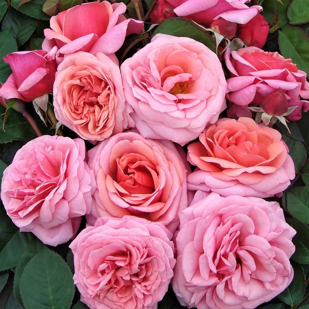 rattan rose flower seeds