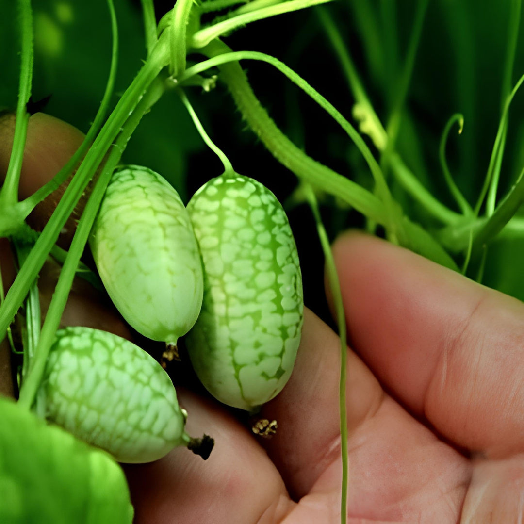 uzbek melon flower seeds
