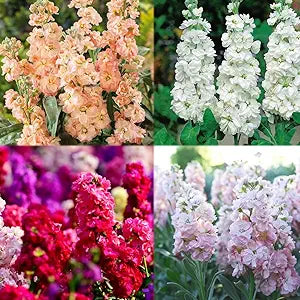 lila abend flower seeds