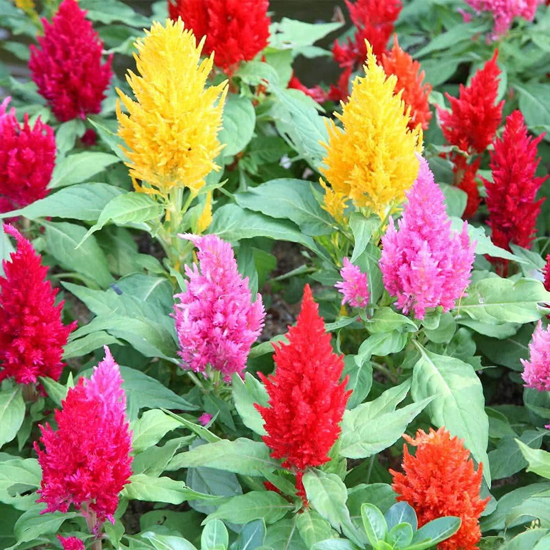 Plumosa Celosia Woolflower Seeds for Planting