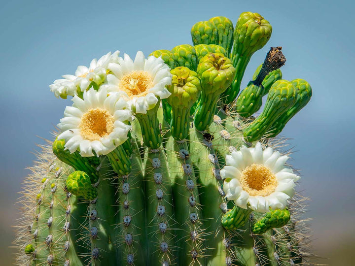 Riesenkaktusblüten-Samen zum Einpflanzen – weiß – Erbstück, gentechnikfrei