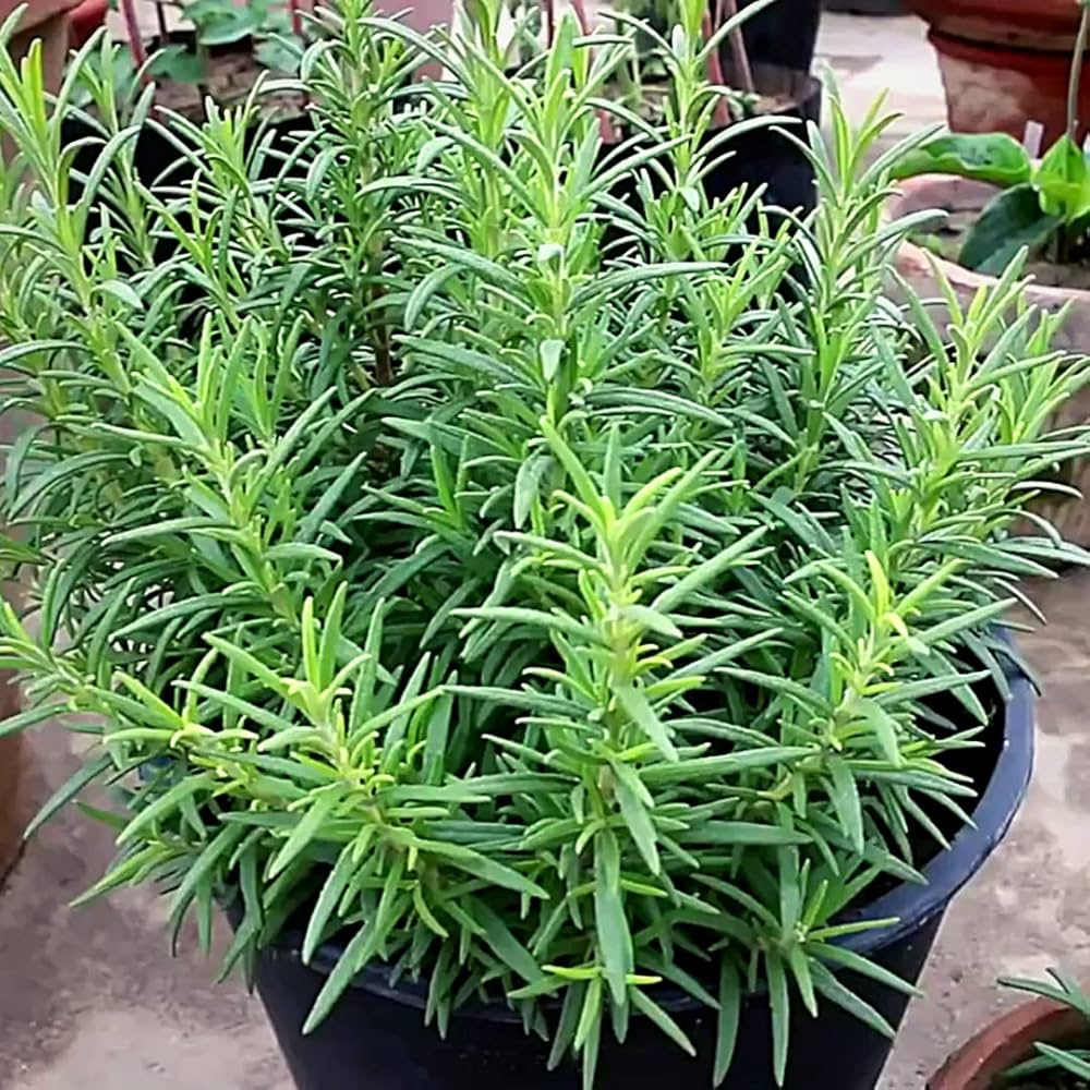 Rosemary Rosmarinus herb seeds