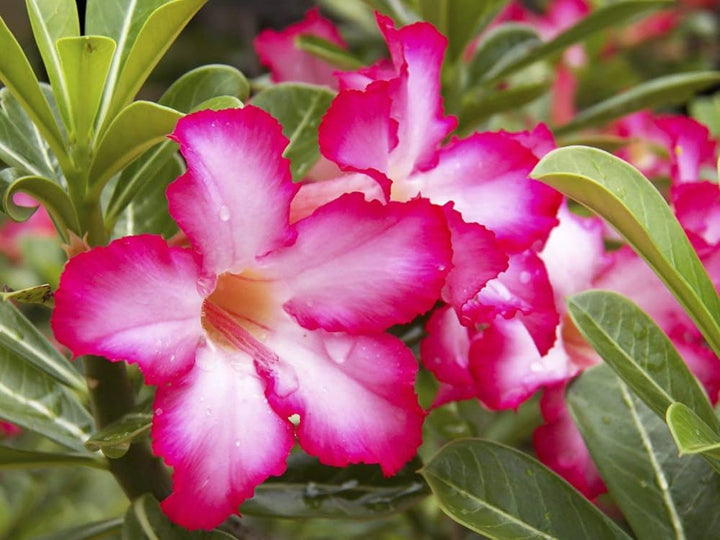 Adenium Flower Seeds Pink for Planting – Heirloom Non-GMO High Germination Organic Garden Seeds